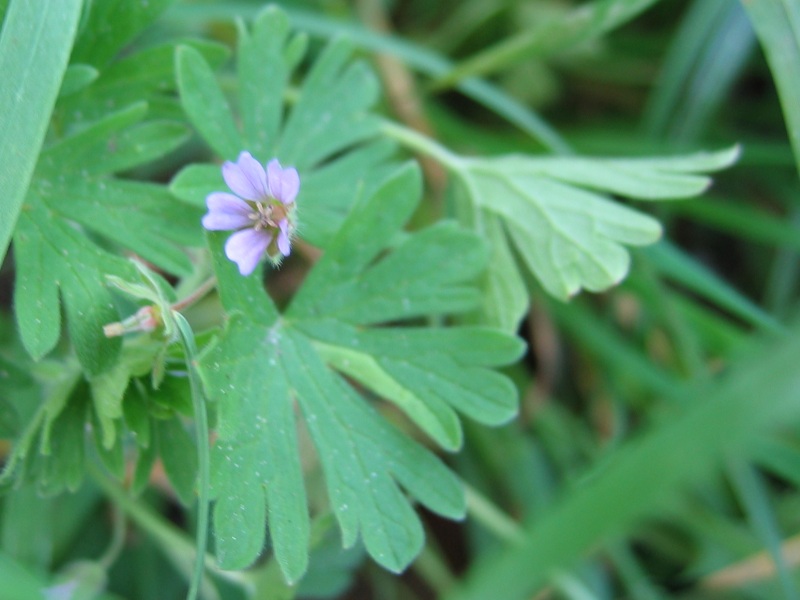 apró gólyaorr (Geranium pusillum) kifejlett növénye — kétszikű szántóföldi gyomnövény, amely őszi búzában és őszi árpában okoz kárt.