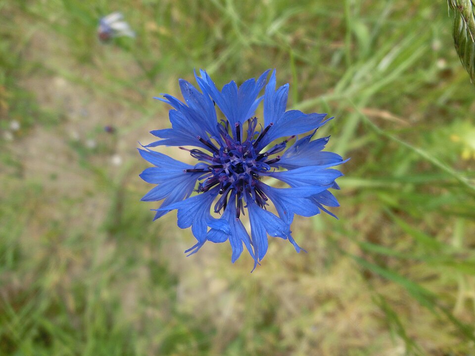 kék búzavirág (Centaurea cyanus) kifejlett növénye — kétszikű szántóföldi gyomnövény, amely őszi búzában és őszi árpában okoz kárt.