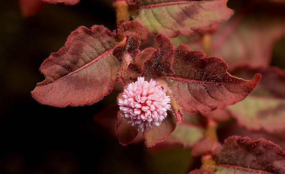 keserűfűfélék (Persicaria) kifejlett növénye — kétszikű szántóföldi gyomnövény, amely őszi búzában és őszi árpában okoz kárt.