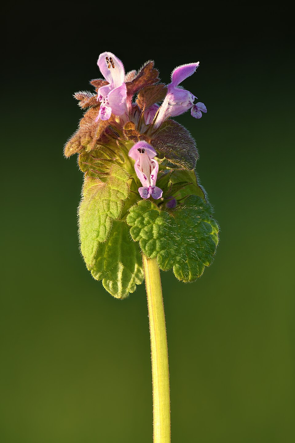 piros árvacsalán (Lamium purpureum) kifejlett növénye — kétszikű szántóföldi gyomnövény, amely őszi búzában és őszi árpában okoz kárt.