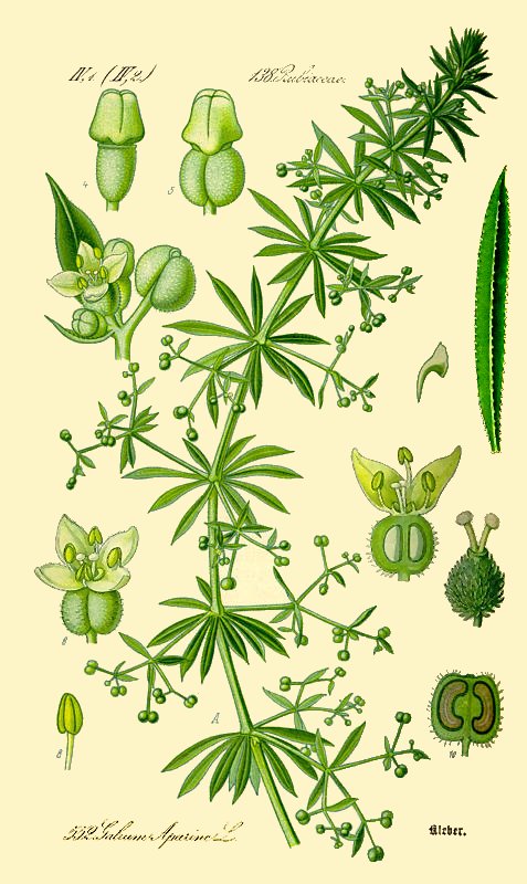 ragadós galaj (Galium aparine) kifejlett növénye — kétszikű szántóföldi gyomnövény, amely őszi búzában és őszi árpában okoz kárt.