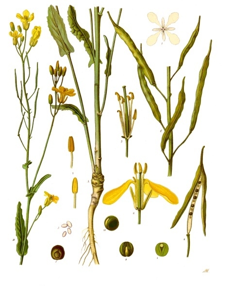 repce árvakelés (Brassica napus) kifejlett növénye — kétszikű szántóföldi gyomnövény, amely őszi búzában és őszi árpában okoz kárt.